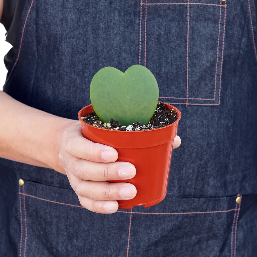 Hoya Sweetheart Plant | Heart Leaf Wax Plant Houseplant