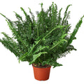 Jester's Crown Fern Plant | Full Indoor Fern for Home Decor