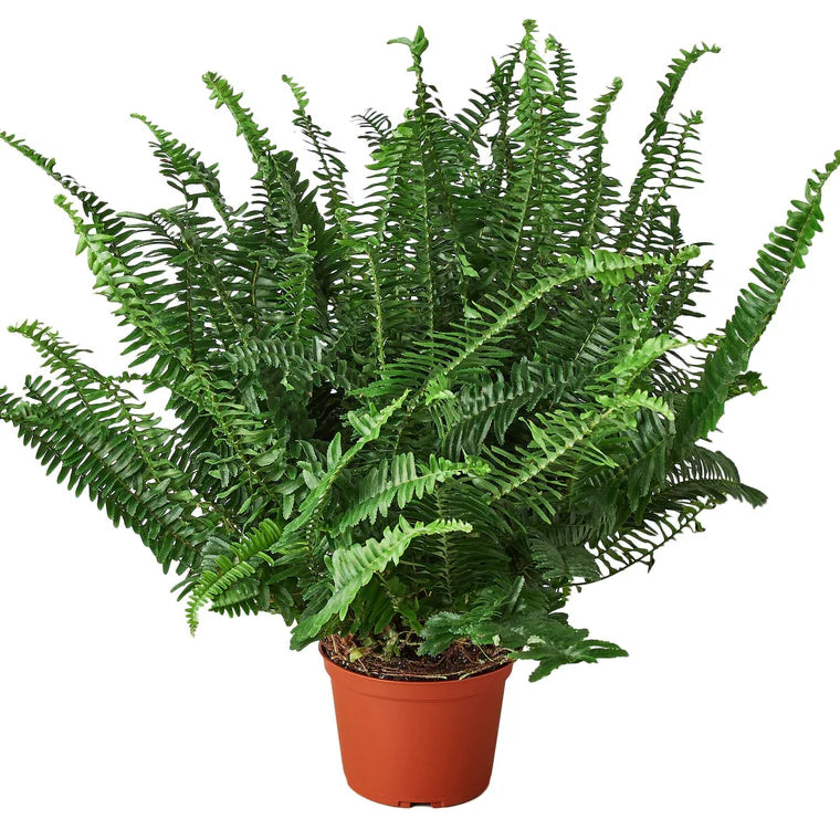 Jester's Crown Fern Plant | Full Indoor Fern for Home Decor