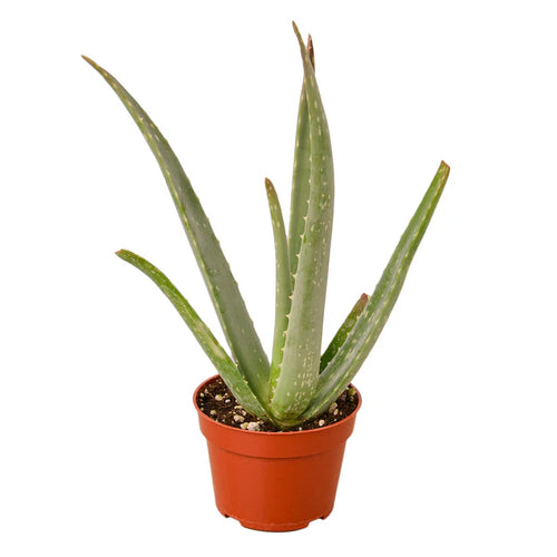Aloe Vera Plant | Easy Care Succulent Houseplant