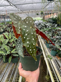 Begonia Maculata Plant | Polka Dot Begonia Indoor Houseplant