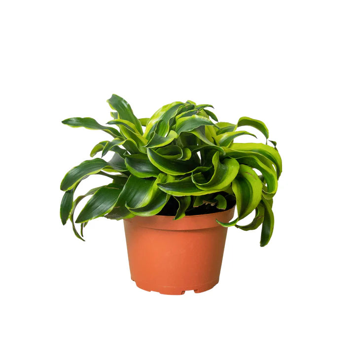 Dracaena Tornado Plant | Curled Leaf Indoor Houseplant