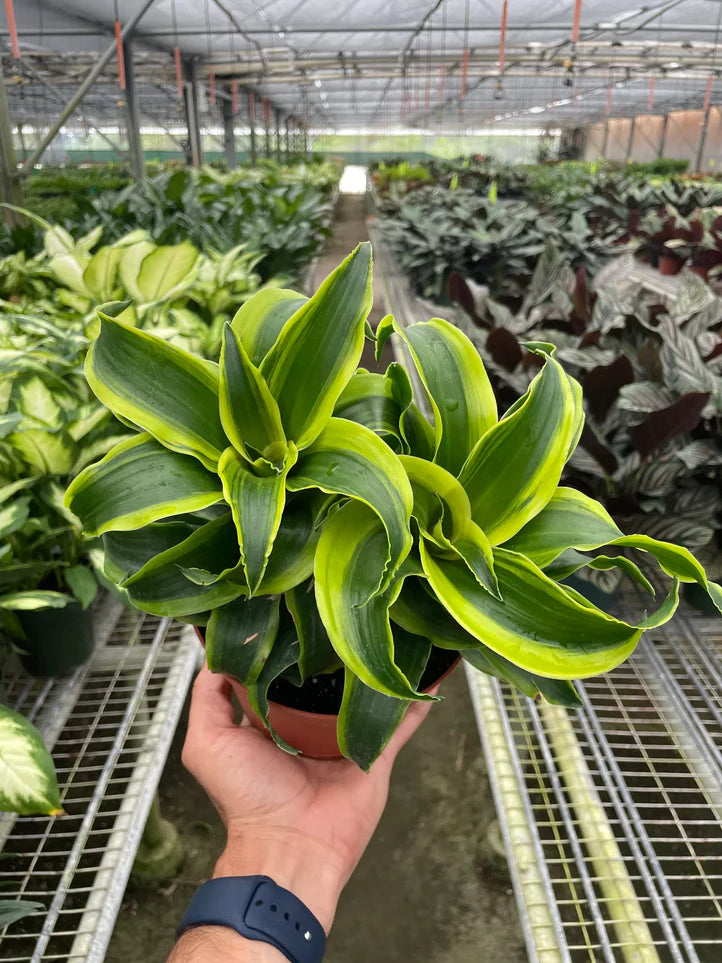 Dracaena Tornado Plant | Curled Leaf Indoor Houseplant