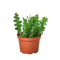 Ric Rac Cactus Plant | Zig Zag Cactus Indoor Houseplant