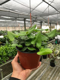 Heart Fern Plant | Heart Leaf Indoor Fern Houseplant
