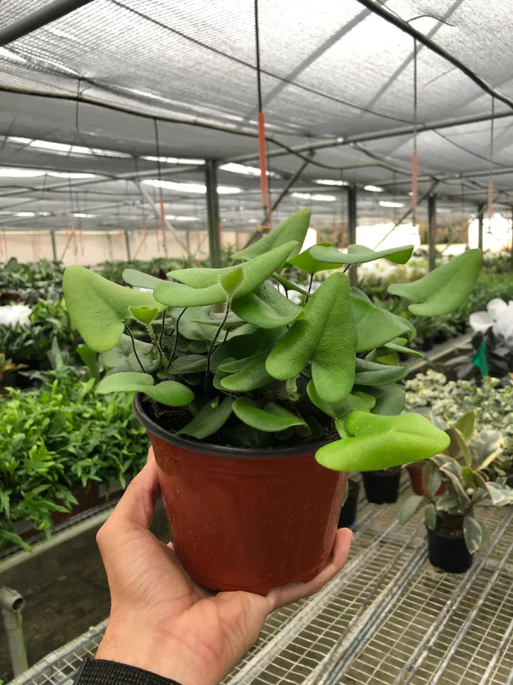 Heart Fern Plant | Heart Leaf Indoor Fern Houseplant