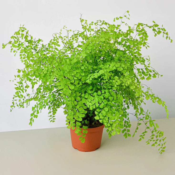 Maidenhair Fern Plant | Delicate Indoor Fern Houseplant