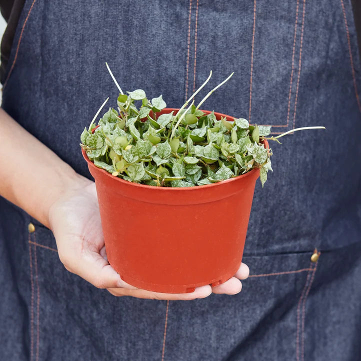 Hoya Curtisii Plant | Mini Trailing Wax Plant Houseplant