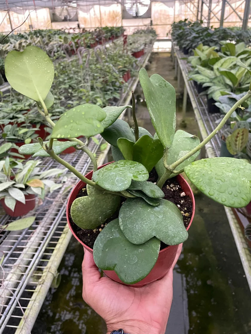 Hoya Sweetheart Plant 6 in. | Heart Leaf Wax Plant Houseplant (Copy)