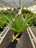 Aloe Vera Plant | Easy Care Succulent Houseplant