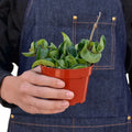 Hoya Rope Plant | Curly Wax Plant Indoor Houseplant