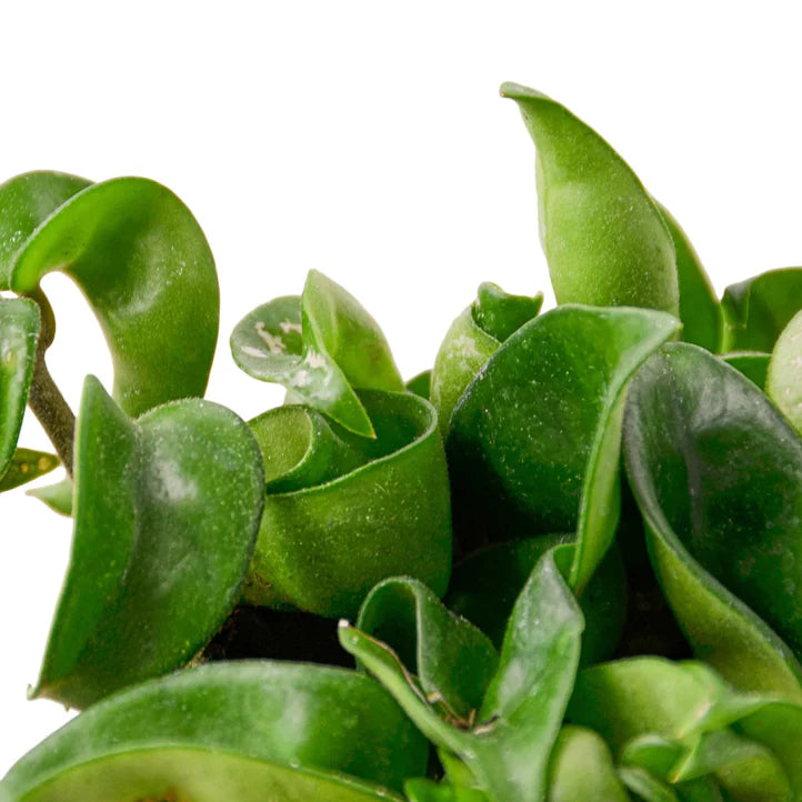 Hoya Rope Plant | Curly Wax Plant Indoor Houseplant