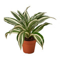 Dracaena White Jewel Plant | Variegated Dragon Tree Houseplant