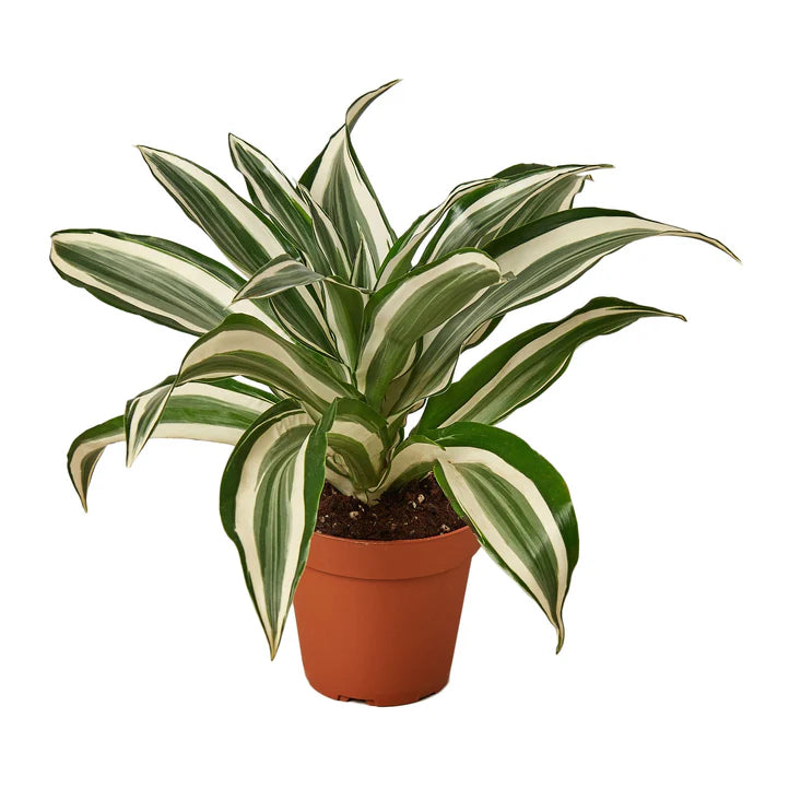 Dracaena White Jewel Plant | Variegated Dragon Tree Houseplant