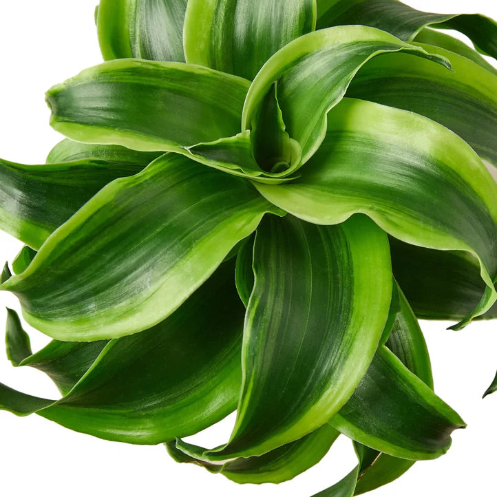 Dracaena Tornado Plant | Curled Leaf Indoor Houseplant