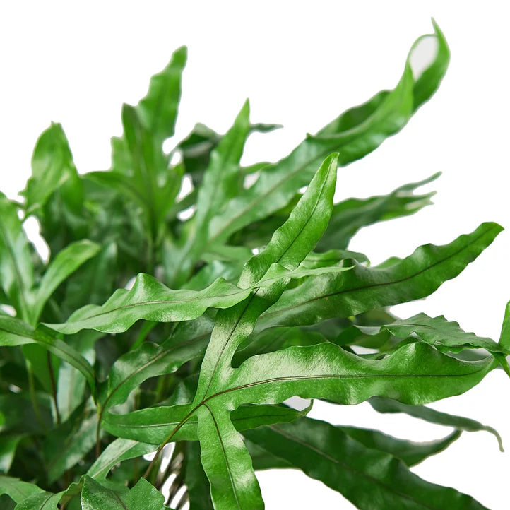 Kangaroo Paw Fern Plant | Glossy Indoor Fern for Home Decor