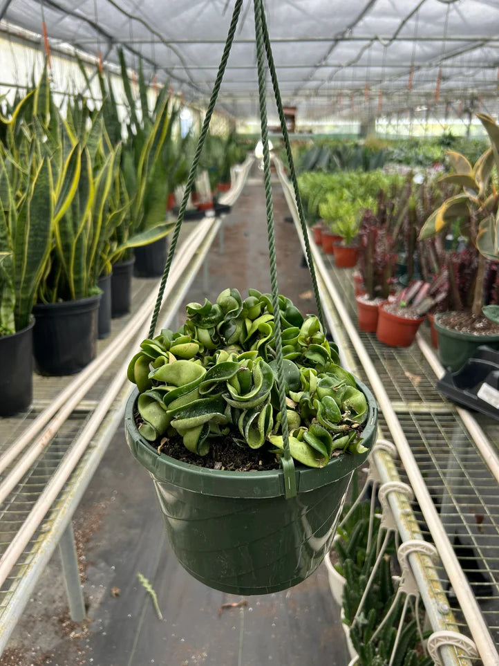 Hoya Rope Plant | Curly Wax Plant Indoor Houseplant