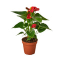 Red Anthurium Plant | Flowering Tropical Houseplant