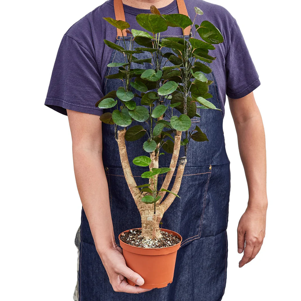 Fabian Aralia Stump Plant | Polyscias Scutellaria Indoor Houseplant