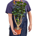 Fabian Aralia Stump Plant | Polyscias Scutellaria Indoor Houseplant