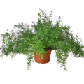 Asparagus Fern Plant | Feathery Indoor Fern for Home Decor