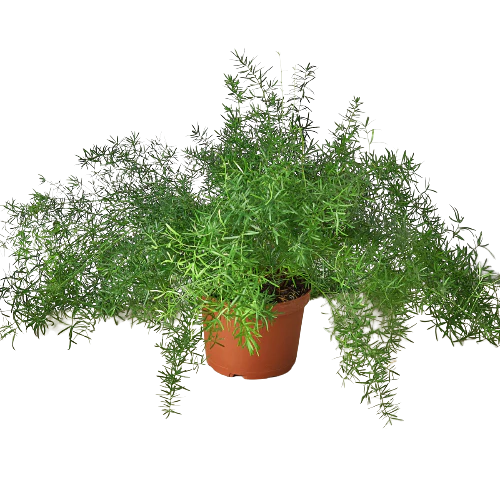 Asparagus Fern Plant | Feathery Indoor Fern for Home Decor