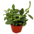 Fittonia White Plant | White Nerve Plant Indoor Houseplant