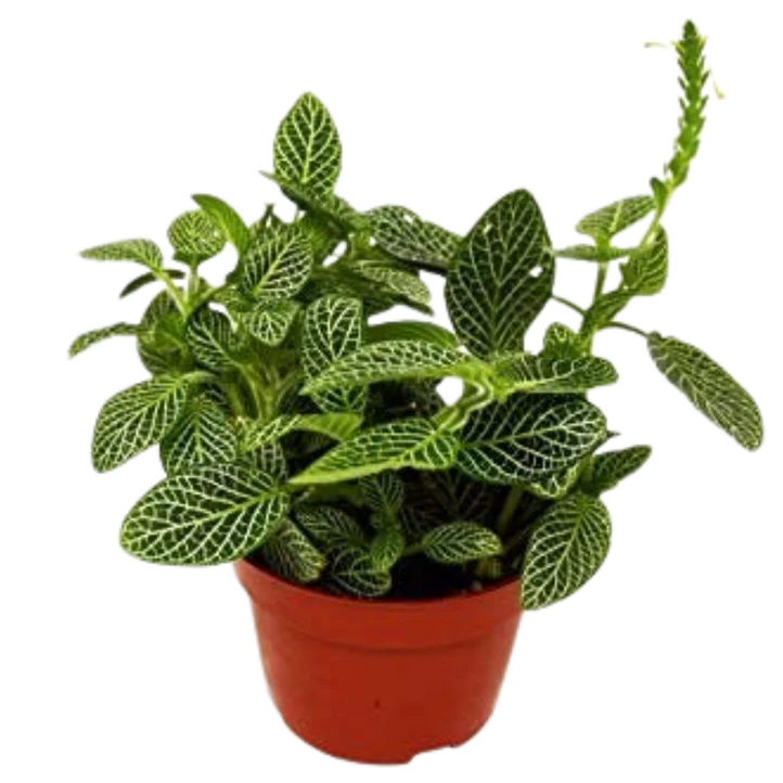 Fittonia White Plant | White Nerve Plant Indoor Houseplant