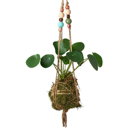 Kokedama Moss Ball Brasil Plant with Beads | Hanging Philodendron Decor