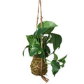 Kokedama Moss Ball Brasil Plant | Hanging Philodendron Decor (Copy)
