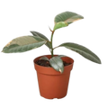 Ficus Ruby Pink Plant | Variegated Rubber Tree Houseplant