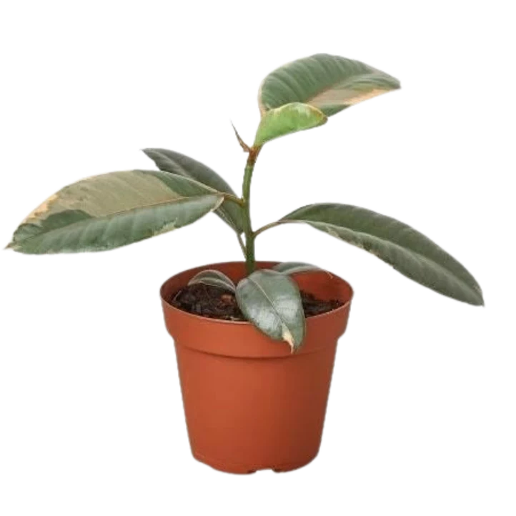 Ficus Ruby Pink Plant | Variegated Rubber Tree Houseplant
