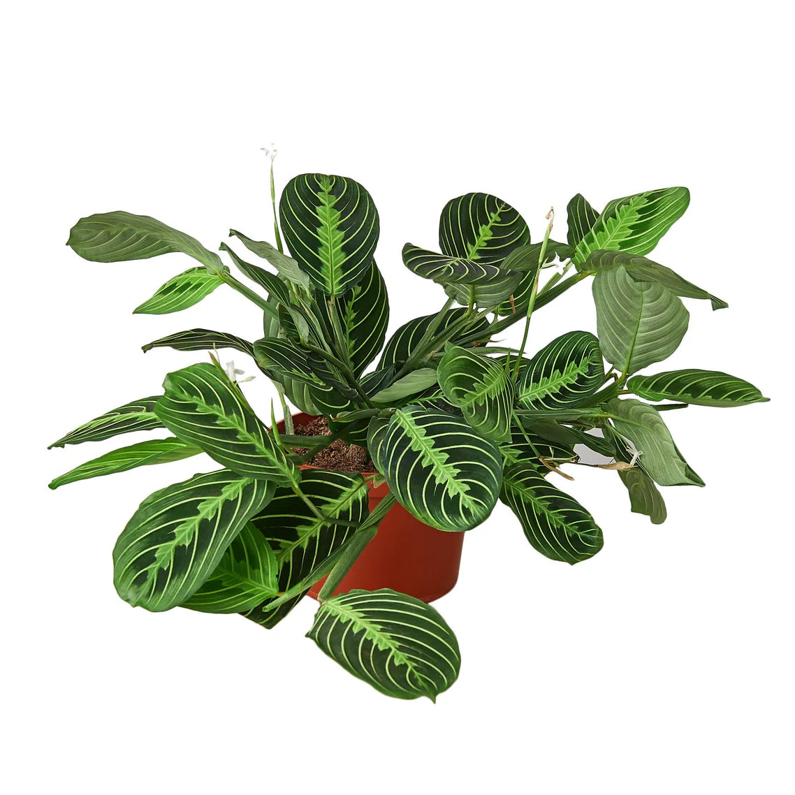 Maranta Lemon Lime in 6-Inch Nursery Pot | Prayer Plant Houseplant