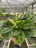 Maranta Beauty Kim in 6-Inch Nursery Pot | Variegated Prayer Plant