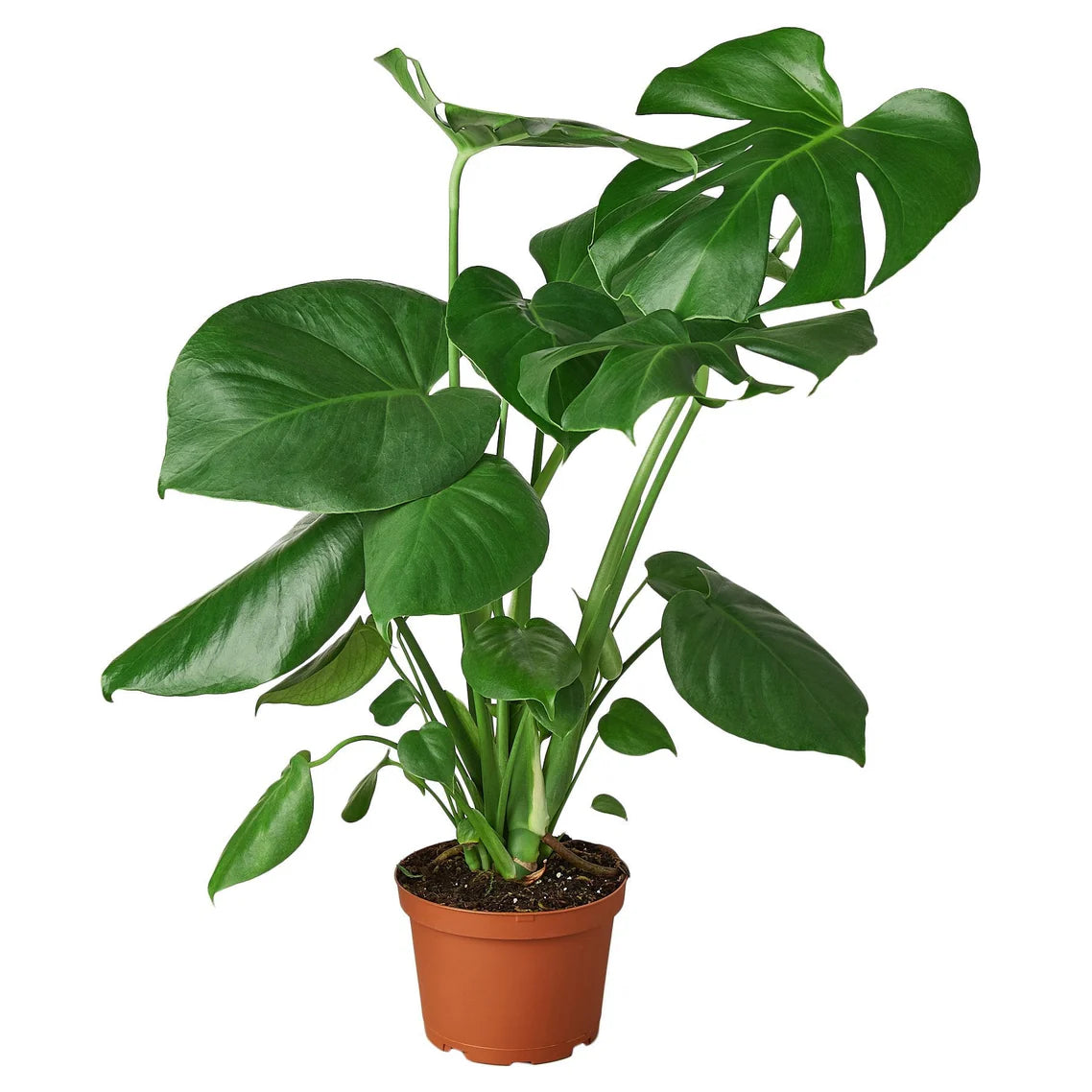 Monstera Deliciosa Plant in 6-Inch Nursery Pot | Split-Leaf Tropical Houseplant