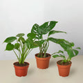 Monstera Bundle | Indoor Tropical Plant Set | Easy Care Houseplants