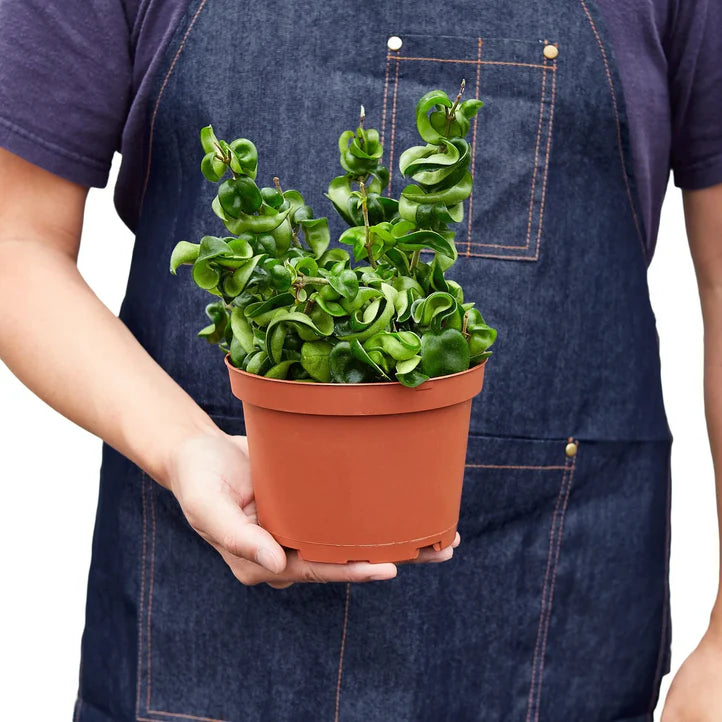 Hoya Rope Plant | Curly Wax Plant Indoor Houseplant