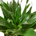 Dracaena Janet Craig Plant | Easy Care Indoor Houseplant