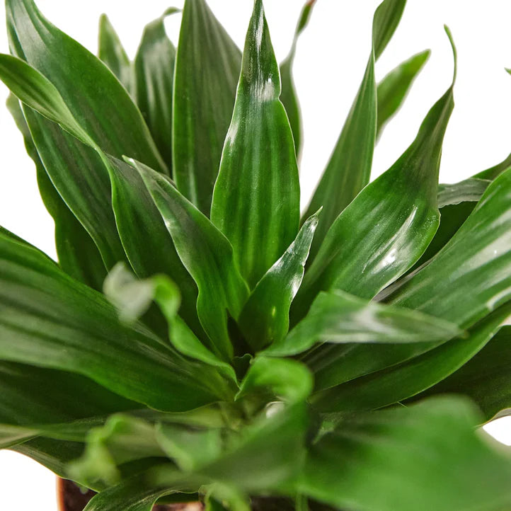 Dracaena Janet Craig Plant | Easy Care Indoor Houseplant