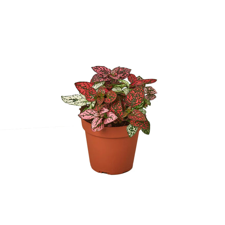 Polka Dot Plant Combo | Colorful Indoor Houseplant