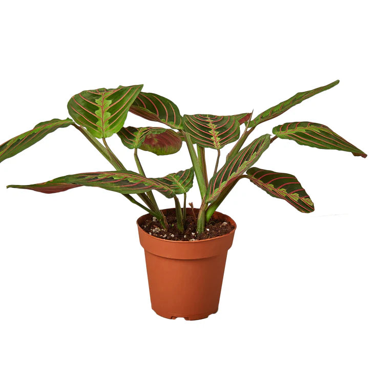 Maranta Red Prayer Plant in 6-Inch Nursery Pot | Tropical Indoor Houseplant