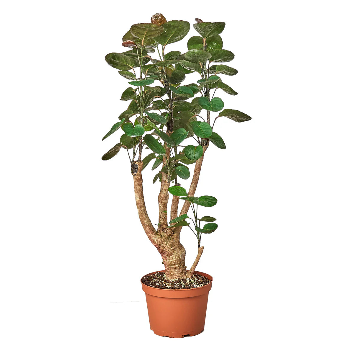 Fabian Aralia Stump Plant | Polyscias Scutellaria Indoor Houseplant