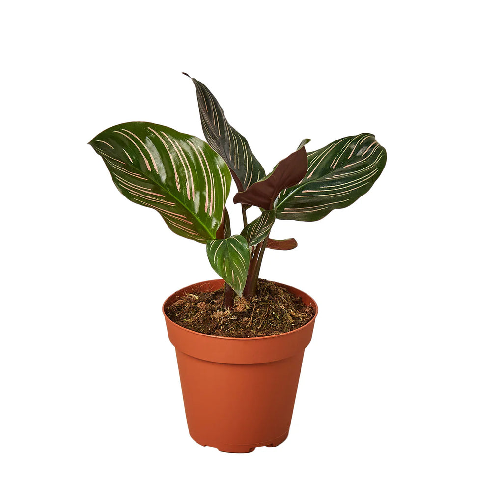 Calathea Ornata Plant | Pinstripe Prayer Plant Houseplant