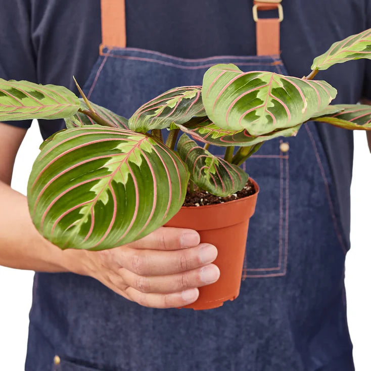 Maranta Red Prayer Plant in 6-Inch Nursery Pot | Tropical Indoor Houseplant