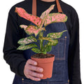 Chinese Evergreen Lady Valentine Plant | Pink Indoor Houseplant