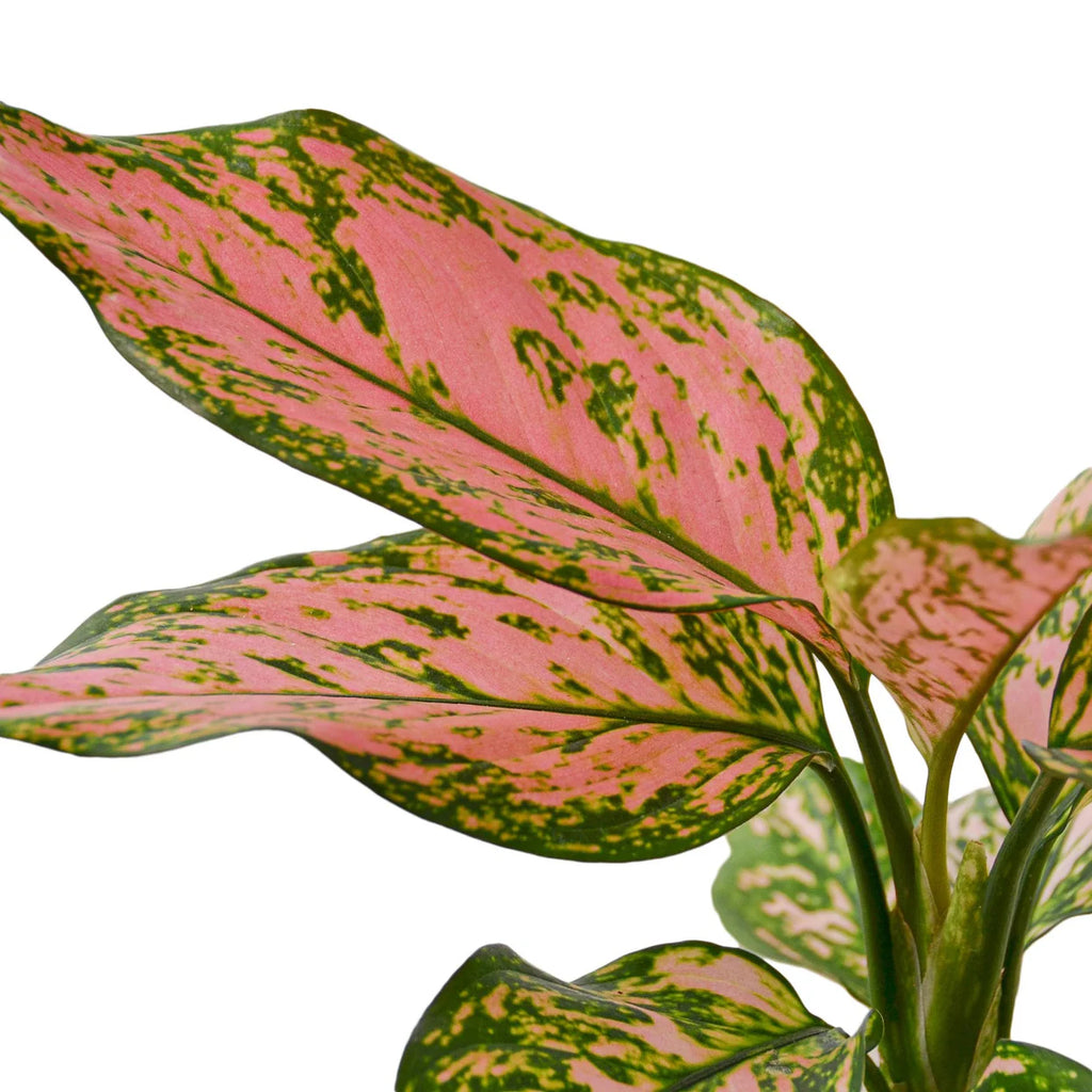 Chinese Evergreen Lady Valentine Plant | Pink Indoor Houseplant