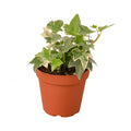 English Ivy Glacier Plant | Variegated Trailing Indoor Ivy