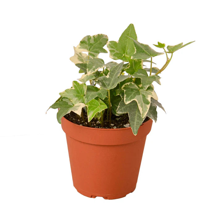English Ivy Glacier Plant | Variegated Trailing Indoor Ivy
