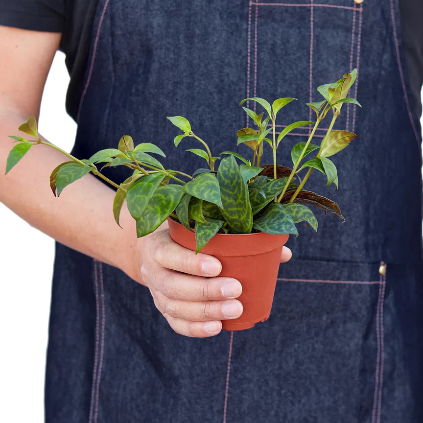 Black Pagoda Lipstick Plant | Trailing Indoor Blooming Houseplant