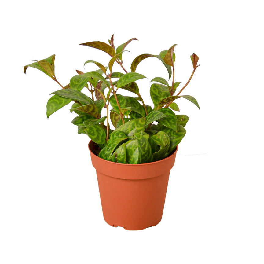Black Pagoda Lipstick Plant | Trailing Indoor Blooming Houseplant